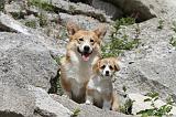 CORGI PEMBROKE 489